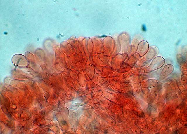 Cortinarius spec. Cod.:2899-07